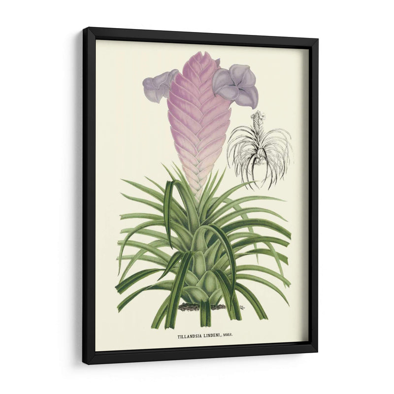 Lavanda Orchids Iii - P. Stroobant | Cuadro decorativo de Canvas Lab