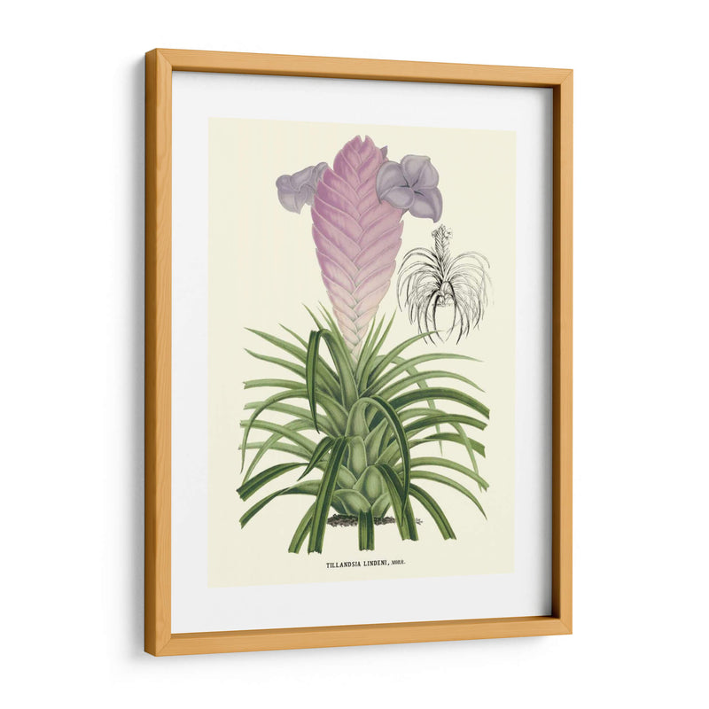 Lavanda Orchids Iii - P. Stroobant | Cuadro decorativo de Canvas Lab