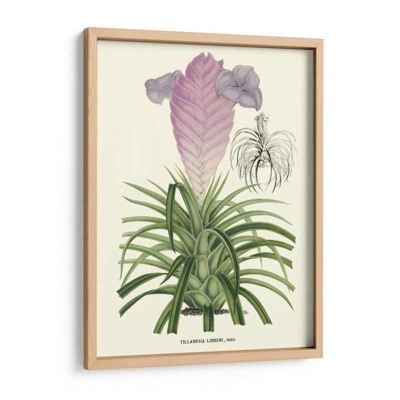 Lavanda Orchids Iii - P. Stroobant | Cuadro decorativo de Canvas Lab