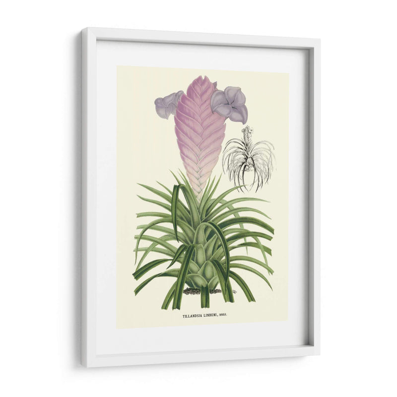 Lavanda Orchids Iii - P. Stroobant | Cuadro decorativo de Canvas Lab