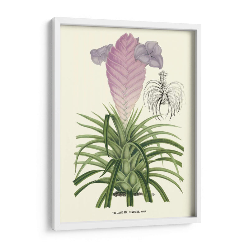 Lavanda Orchids Iii - P. Stroobant | Cuadro decorativo de Canvas Lab