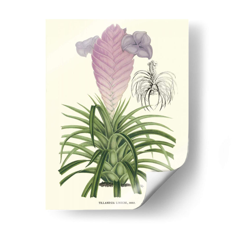 Lavanda Orchids Iii - P. Stroobant | Cuadro decorativo de Canvas Lab