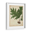 Hojas De Roble Y Bellotas Ii - John Torrey | Cuadro decorativo de Canvas Lab