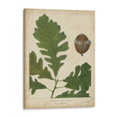 Hojas De Roble Y Bellotas Iii - John Torrey | Cuadro decorativo de Canvas Lab