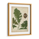 Hojas De Roble Y Bellotas Iii - John Torrey | Cuadro decorativo de Canvas Lab