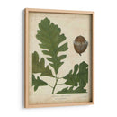 Hojas De Roble Y Bellotas Iii - John Torrey | Cuadro decorativo de Canvas Lab