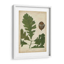 Hojas De Roble Y Bellotas Iii - John Torrey | Cuadro decorativo de Canvas Lab