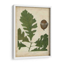 Hojas De Roble Y Bellotas Iii - John Torrey | Cuadro decorativo de Canvas Lab