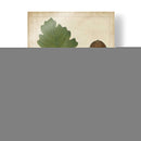 Hojas De Roble Y Bellotas Iii - John Torrey | Cuadro decorativo de Canvas Lab