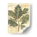 Hojas De Roble Resistidas I - Gerard Paul Deshayes | Cuadro decorativo de Canvas Lab