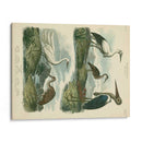 Especies De Garza Y ​​Grúa I - Sydenham Edwards | Cuadro decorativo de Canvas Lab