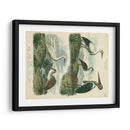 Especies De Garza Y ​​Grúa I - Sydenham Edwards | Cuadro decorativo de Canvas Lab