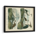 Especies De Garza Y ​​Grúa I - Sydenham Edwards | Cuadro decorativo de Canvas Lab