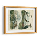 Especies De Garza Y ​​Grúa I - Sydenham Edwards | Cuadro decorativo de Canvas Lab