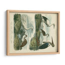 Especies De Garza Y ​​Grúa I - Sydenham Edwards | Cuadro decorativo de Canvas Lab