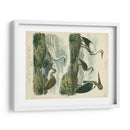 Especies De Garza Y ​​Grúa I - Sydenham Edwards | Cuadro decorativo de Canvas Lab