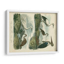 Especies De Garza Y ​​Grúa I - Sydenham Edwards | Cuadro decorativo de Canvas Lab