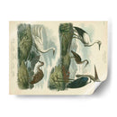 Especies De Garza Y ​​Grúa I - Sydenham Edwards | Cuadro decorativo de Canvas Lab