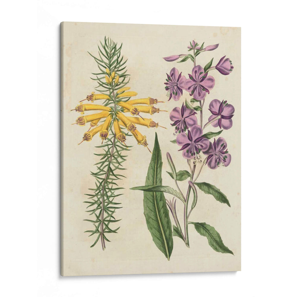 Emparejamientos De Jardín I - Sydenham Edwards | Cuadro decorativo de Canvas Lab