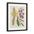 Emparejamientos De Jardín I - Sydenham Edwards | Cuadro decorativo de Canvas Lab