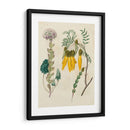 Emparejamientos De Jardín Iv - Sydenham Edwards | Cuadro decorativo de Canvas Lab