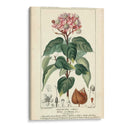 Estudio De Botanique En Rosa I - Turpin | Cuadro decorativo de Canvas Lab