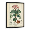 Estudio De Botanique En Rosa I - Turpin | Cuadro decorativo de Canvas Lab