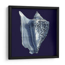 Conchas De Índigo I - Vision Studio | Cuadro decorativo de Canvas Lab