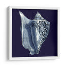 Conchas De Índigo I - Vision Studio | Cuadro decorativo de Canvas Lab