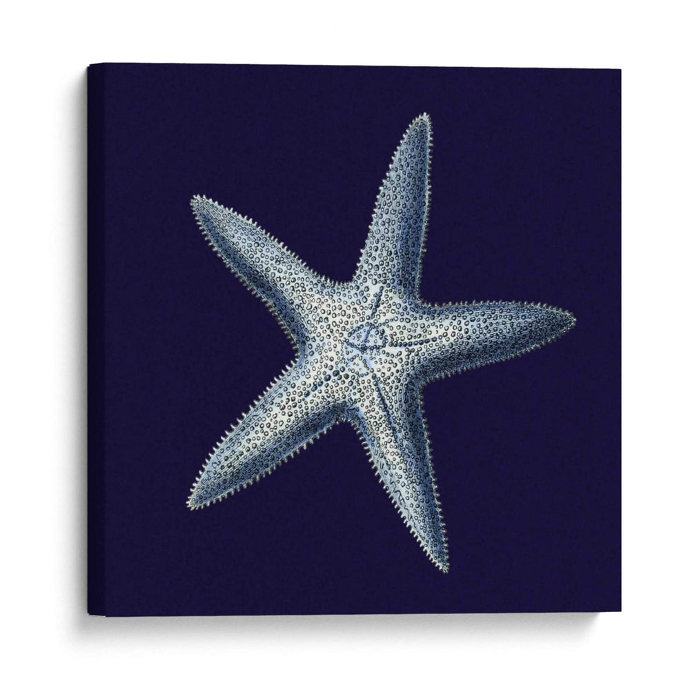 Shells Indigo Iv - Vision Studio | Cuadro decorativo de Canvas Lab
