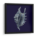 Shells Indigo Vi - Vision Studio | Cuadro decorativo de Canvas Lab