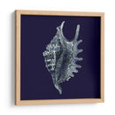 Shells Indigo Vi - Vision Studio | Cuadro decorativo de Canvas Lab