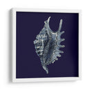 Shells Indigo Vi - Vision Studio | Cuadro decorativo de Canvas Lab