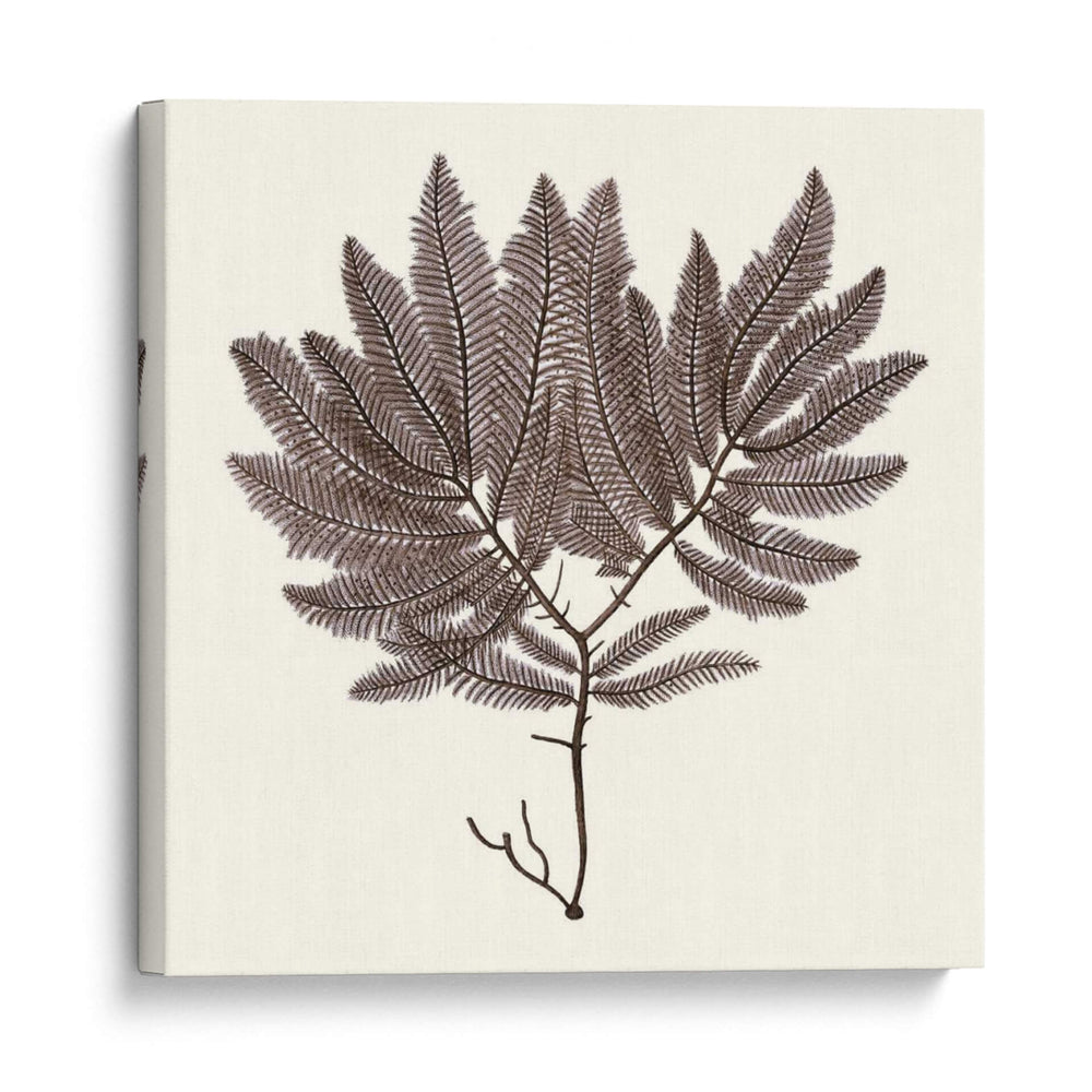 Colección De Algas I - Vision Studio | Cuadro decorativo de Canvas Lab