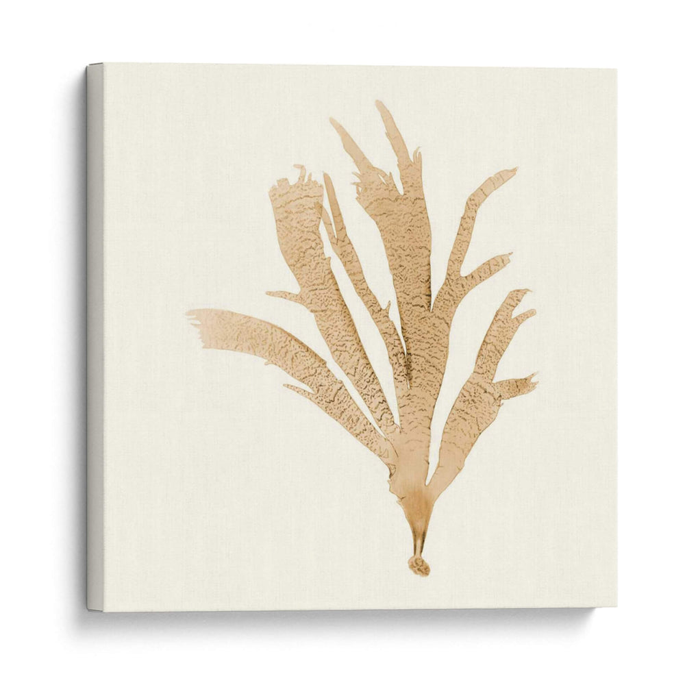 Colección De Algas Iv - Vision Studio | Cuadro decorativo de Canvas Lab