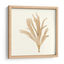 Colección De Algas Iv - Vision Studio | Cuadro decorativo de Canvas Lab