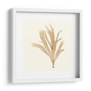 Colección De Algas Iv - Vision Studio | Cuadro decorativo de Canvas Lab