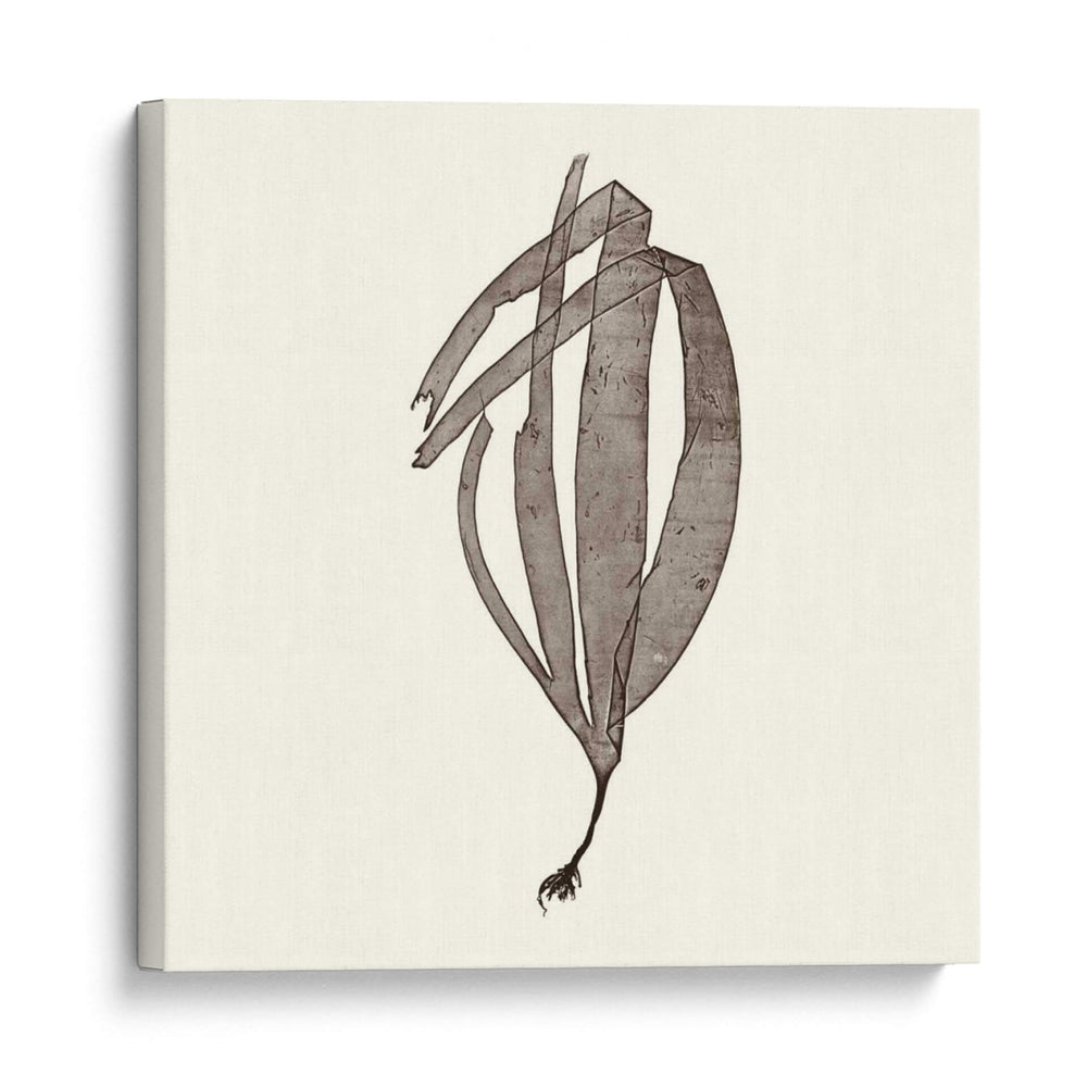 Colección De Algas V - Vision Studio | Cuadro decorativo de Canvas Lab