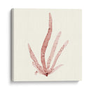 Colección De Algas Vi - Vision Studio | Cuadro decorativo de Canvas Lab