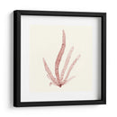 Colección De Algas Vi - Vision Studio | Cuadro decorativo de Canvas Lab