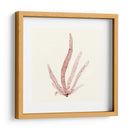 Colección De Algas Vi - Vision Studio | Cuadro decorativo de Canvas Lab