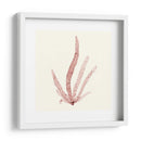 Colección De Algas Vi - Vision Studio | Cuadro decorativo de Canvas Lab
