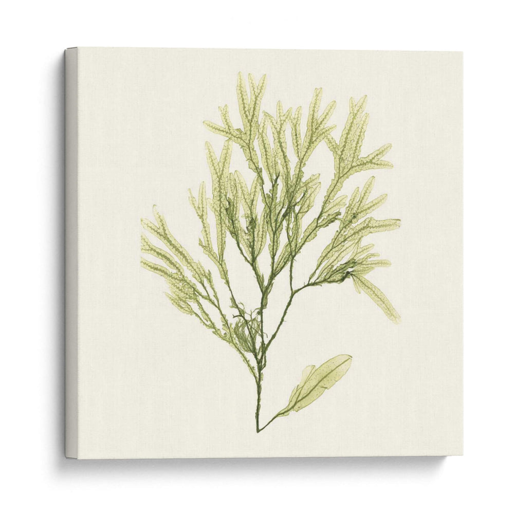 Colección De Algas Vii - Vision Studio | Cuadro decorativo de Canvas Lab