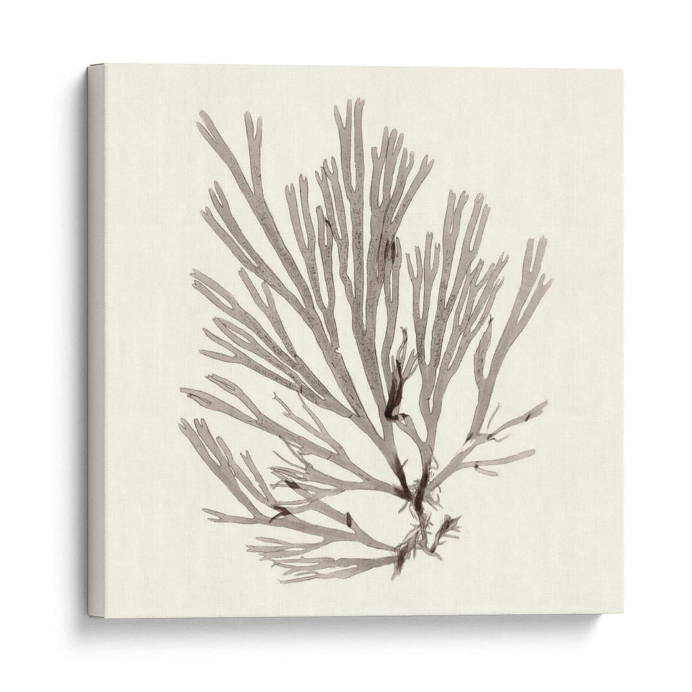 Colección De Algas Ix - Vision Studio | Cuadro decorativo de Canvas Lab