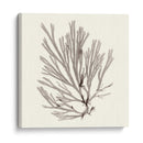 Colección De Algas Ix - Vision Studio | Cuadro decorativo de Canvas Lab
