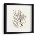 Colección De Algas Ix - Vision Studio | Cuadro decorativo de Canvas Lab