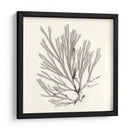 Colección De Algas Ix - Vision Studio | Cuadro decorativo de Canvas Lab