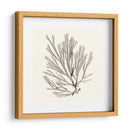 Colección De Algas Ix - Vision Studio | Cuadro decorativo de Canvas Lab