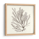 Colección De Algas Ix - Vision Studio | Cuadro decorativo de Canvas Lab