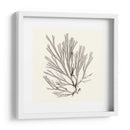 Colección De Algas Ix - Vision Studio | Cuadro decorativo de Canvas Lab